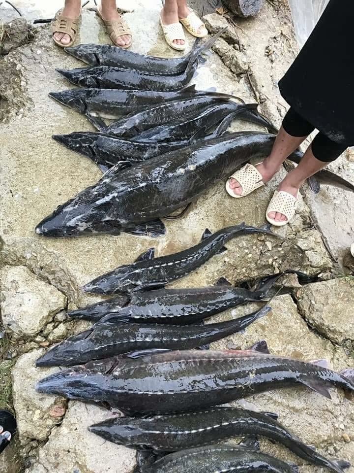 Những con cá tầm lớn cũng không thể chống đỡ trước mưa lũ.