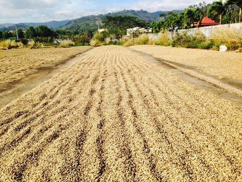 Làm gì để người trồng cà phê giàu lên đang là trăn trở lớn của doanh nhân Trần Quang Hải. Ảnh: PV