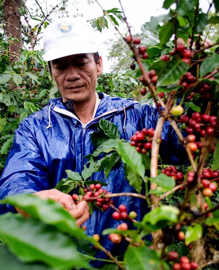 Thói quen sản xuất cà phê sạch đã ăn sâu bén rễ tại Hướng Hóa. Ảnh: QH