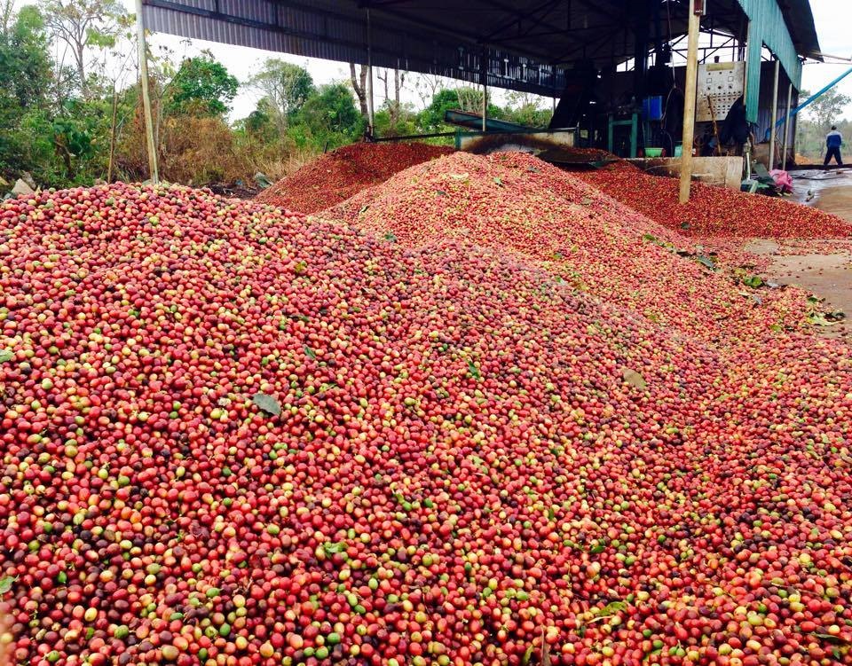 Cà phê sạch được thu mua với số lượng lớn để xuất khẩu. Ảnh: PV