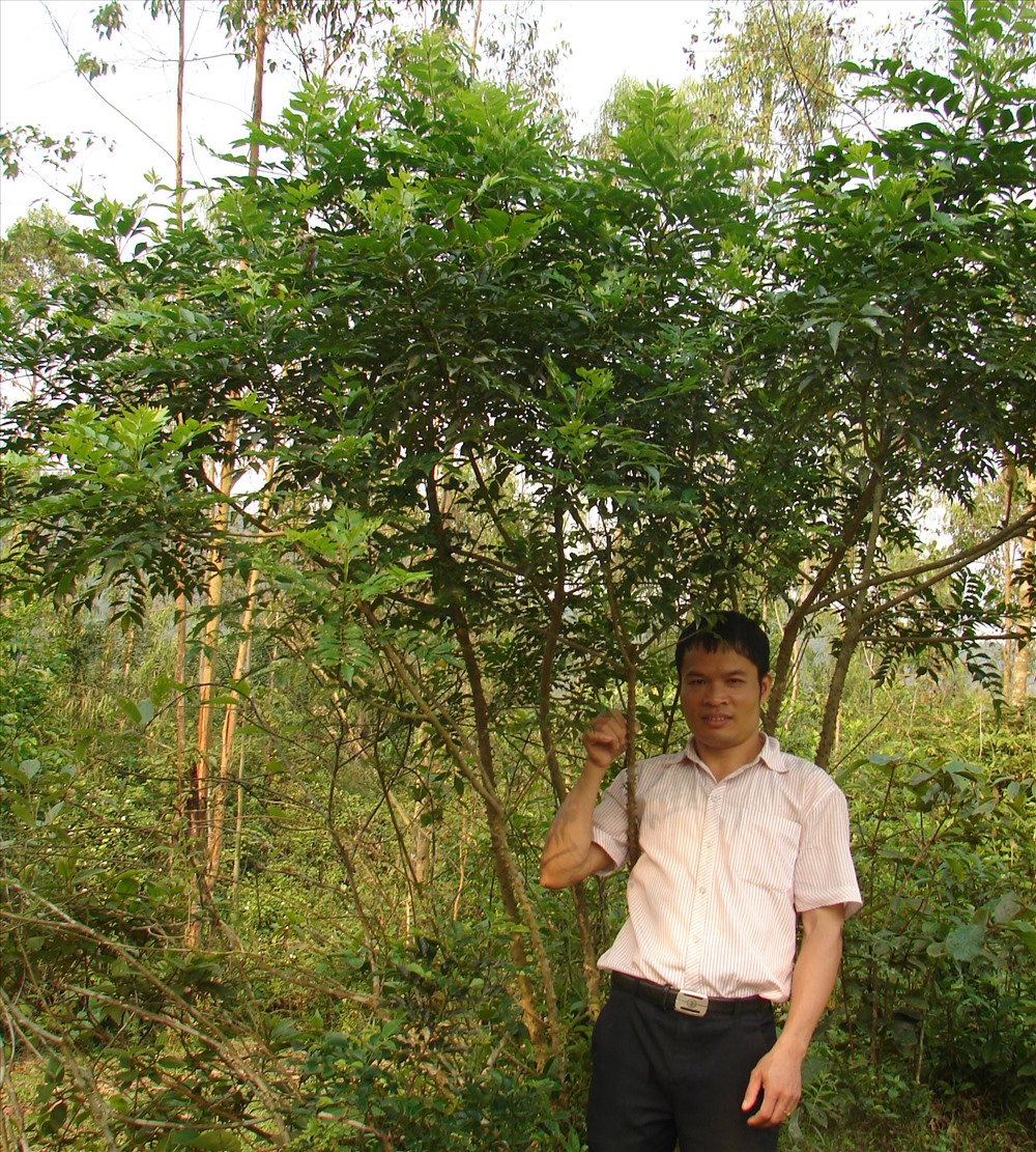 Nhà khoa học trẻ Trần Đức Dũng và cây thuốc Ưng bất bạc có chứa hoạt chất ức chế tế bào ung thư gan. Ảnh: NVCC