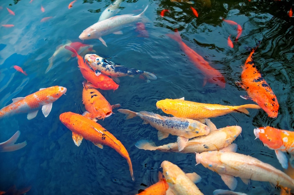 Góp phần tạo nên hệ sinh thái thu nhỏ ven biển là đàn cá Koi sặc sỡ cư ngụ tại hồ lớn phía sau khách sạn FLC Grand Hotel Samson
