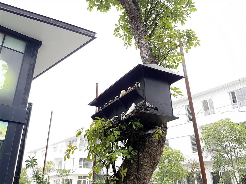“Ngôi nhà trên cây” này là nơi khách có thể ngắm nhìn những chú bồ câu xinh xắn, thân thiện với con người