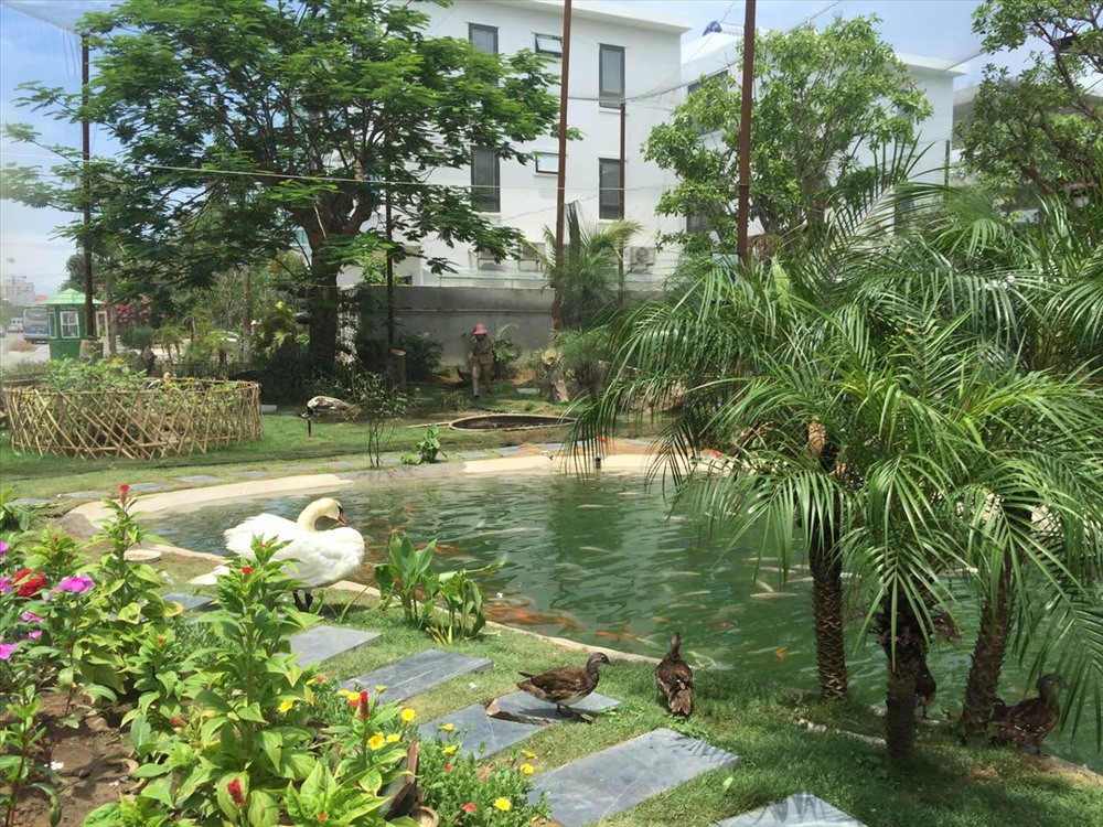 Đáng chú ý là khu tiểu cảnh hồ thơ mộng giữa vườn chim, nơi hội tụ của các loài thiên nga, vịt cùng hàng chục giống cá cảnh phong phú