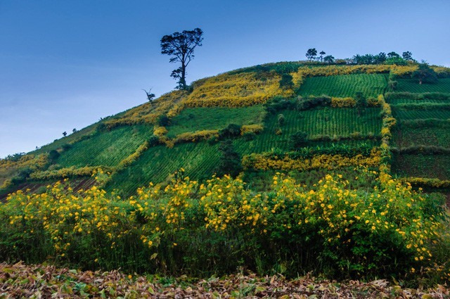 Hoa dã quỳ trên núi lửa Chư Đăng Ya