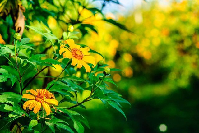 Hoa dã quỳ trên núi lửa Chư Đăng Ya