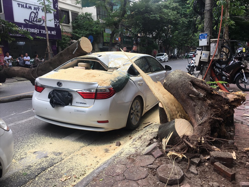 Cây được cưa thành nhiều đoạn. Ảnh: Hà Phương