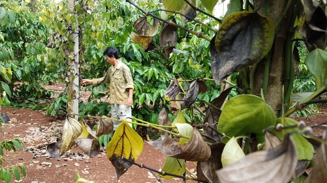 Công an huyện đang điều tra thông tin người dân phản ánh việc bảo kê nông sản của một số đối tượng lạ.
