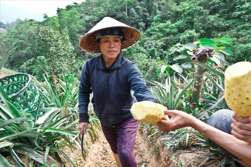 Dứa ở đây hầu như không dùng thuốc, phân hóa học nên được người tiêu dùng ưa thích.