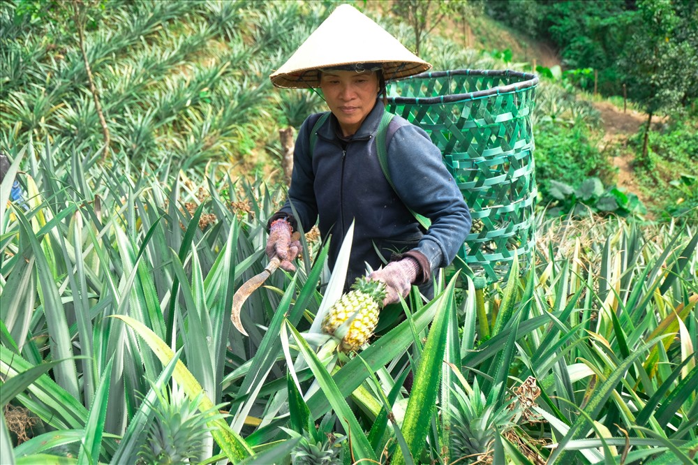 Chị Dương Thị Thu (trú thôn Đầu Gò, xã Đại Sơn, huyện Đại Lộc, tỉnh Quảng Nam) có 3 hecta dứa đến vụ thu hoạch.