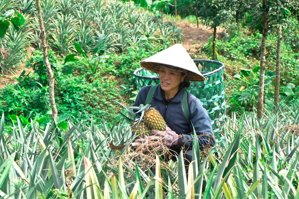 Nguồn thu nhập chính của người dân thôn Đầu Gò đều dựa vào 2 vụ thu hoạch dứa mỗi năm