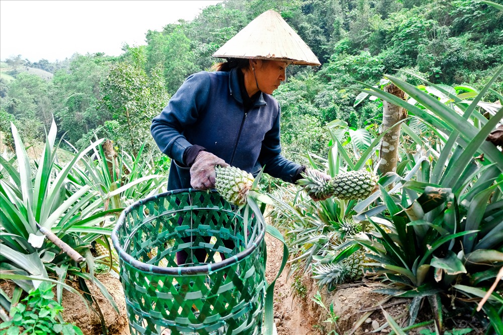 Thị trường tiêu thụ dứa thôn Đầu Gò là khu vực miền Trung, Tây Nguyên và Bắc Trung Bộ.