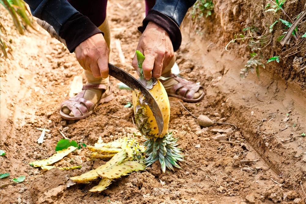 Dứa tại thôn Đầu Gò quả to và thơm ngọt.