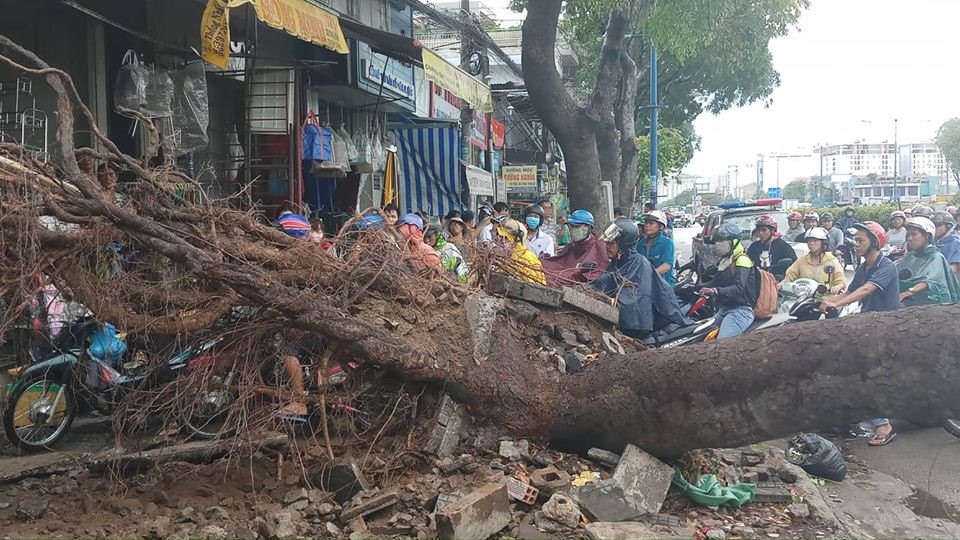 Một cây bị bật gốc.