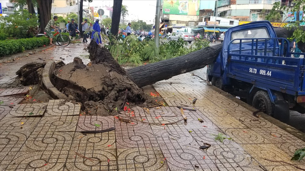 Thời gian gần đây liên tục xảy ra tình trạng cây xanh ngã đổ, đè trúng xe cộ, người đi đường. Ảnh: T.S