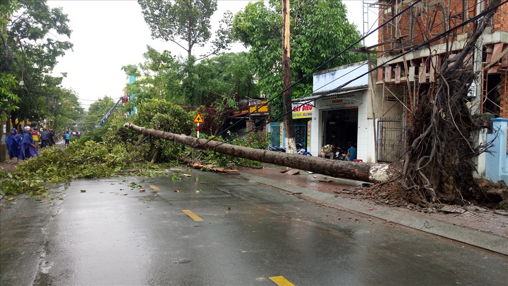 Cây cổ thụ bị gãy đổ trên đường Trần Quốc Tuấn (ảnh: H.V)