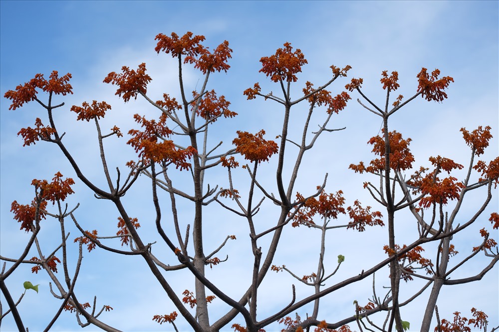 Hoa ngô đồng khoe sắc trên đảo Cù Lao Chàm - ảnh 6 Hoa ngô đồng khoe sắc trên đảo Cù Lao Chàm - ảnh 6