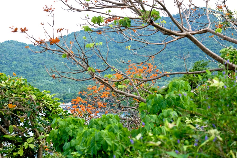 Hoa ngô đồng khoe sắc trên đảo Cù Lao Chàm - ảnh 4 Hoa ngô đồng khoe sắc trên đảo Cù Lao Chàm - ảnh 4