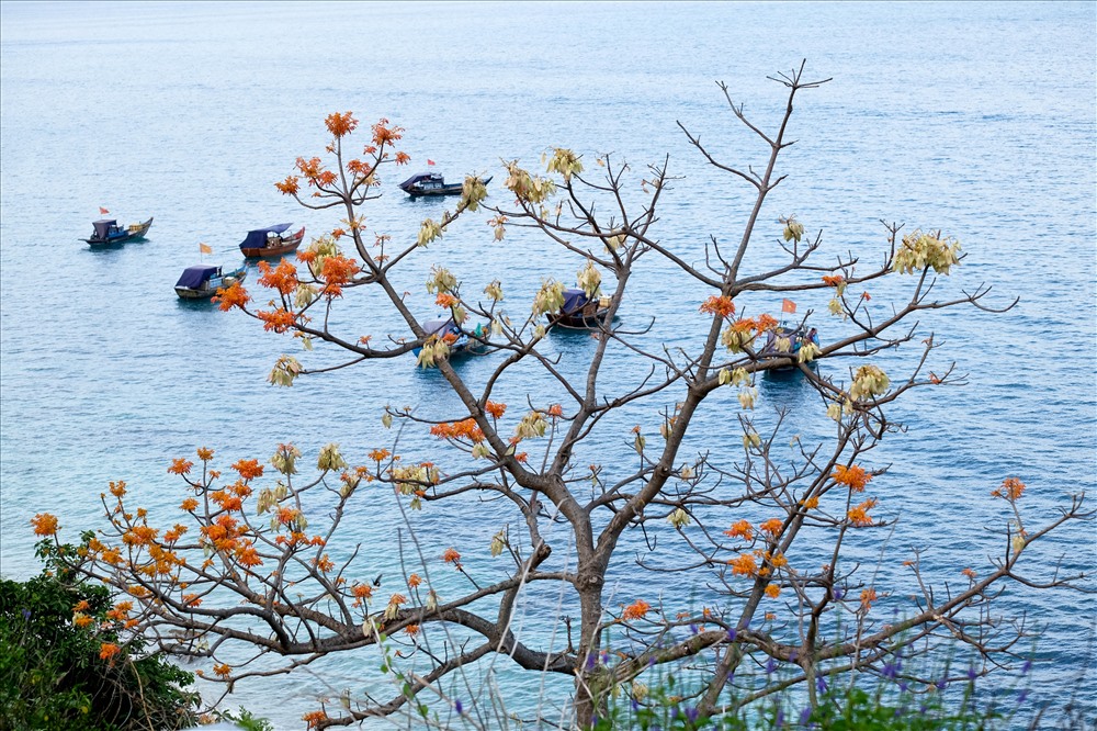Hoa ngô đồng khoe sắc trên đảo Cù Lao Chàm - ảnh 8 Hoa ngô đồng khoe sắc trên đảo Cù Lao Chàm - ảnh 8