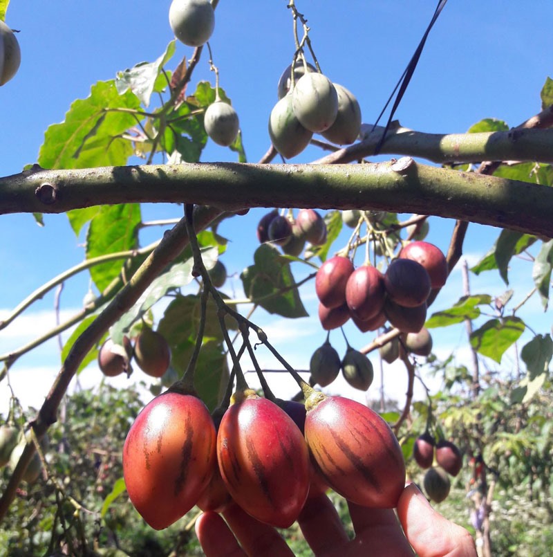 Dù không đắt như cà chua nhập khẩu, nhưng đây là loại cà chua trồng ở Việt Nam có giá đắt đỏ nhất hiện nay.