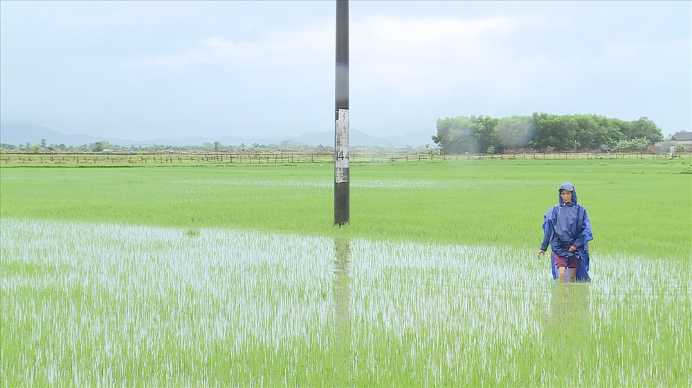 bà Cao Thị Đào kiểm tra ruộng lúa nhà mình