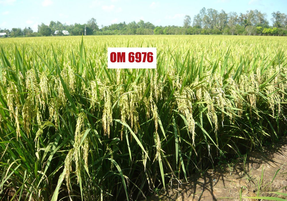 Giống lúa mới OM6976. Ảnh: Cây lương thực.