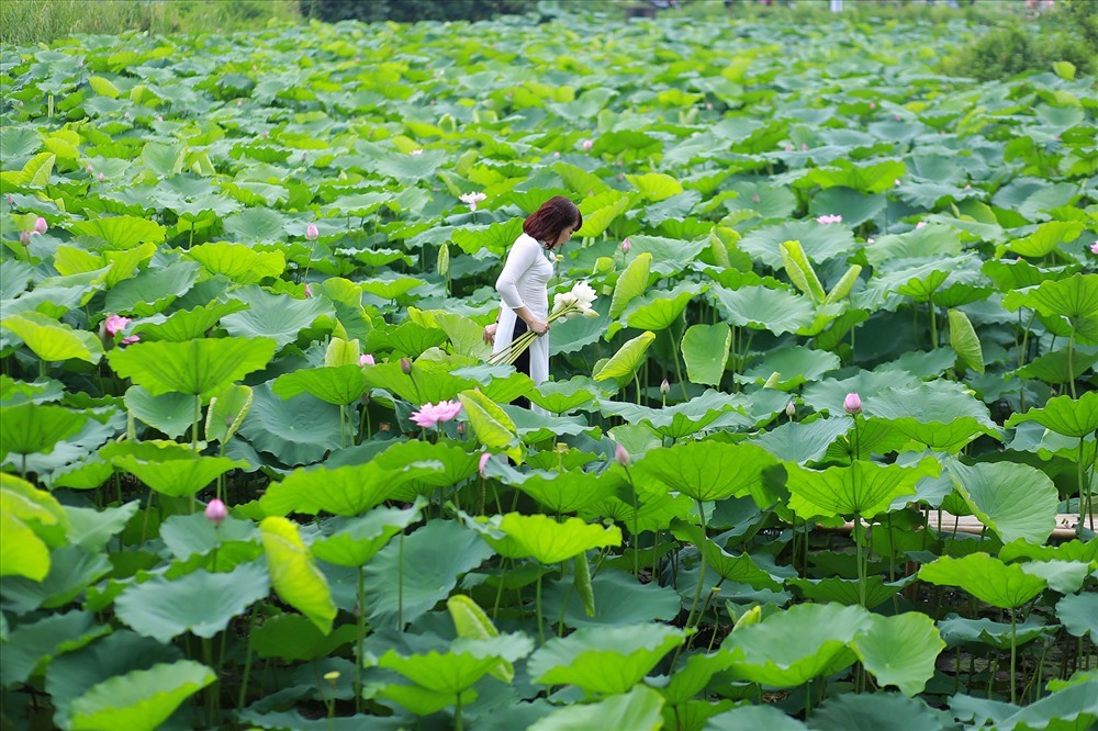 Những đầm sen ngát xanh. Ảnh. Hoàng Huế