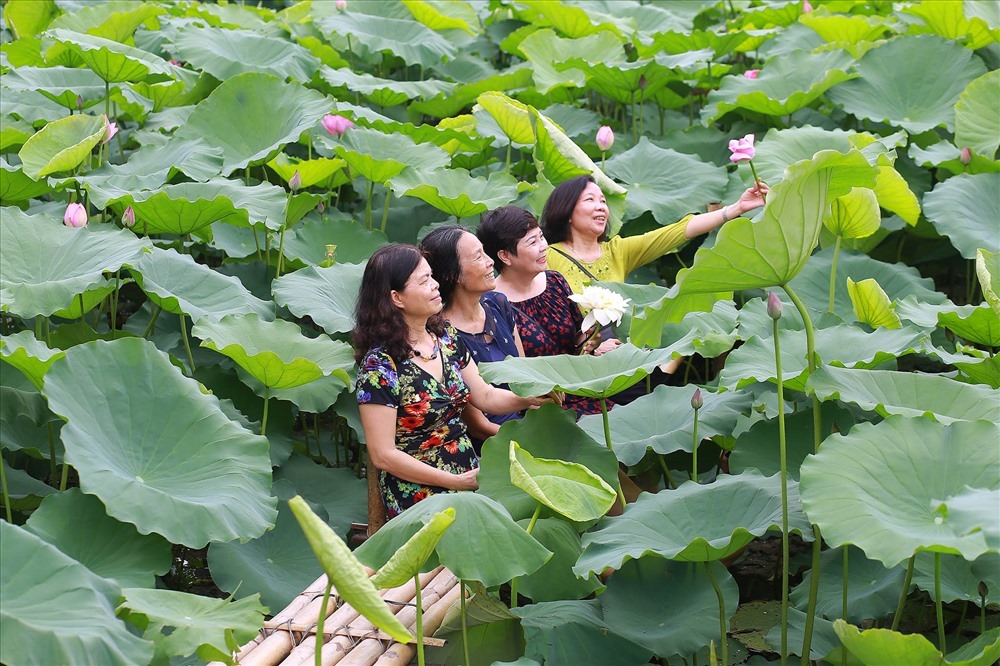 Những quý cô Hà Thành ngẫu hứng bên hoa. Ảnh. Hoàng Huế