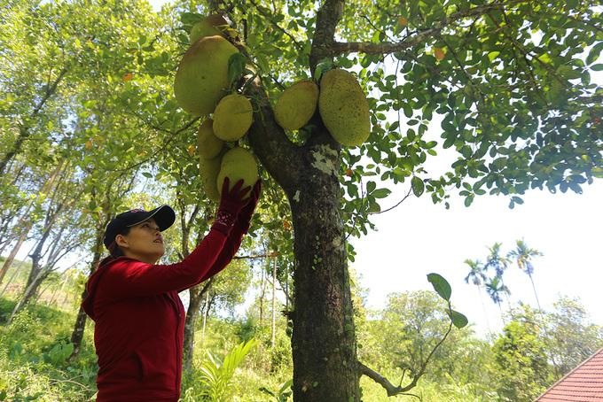 Huyện trung du Tiên Phước được biết đến là vựa mít lớn nhất Quảng Nam, loại cây này ra quả từ tháng Giêng, đến tháng 5 chín rộ. 