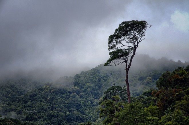 Mặc cho sương gió bão táp, cây vẫn vươn lên đứng một mình giữa rừng núi. Ảnh: Nguyen Pho