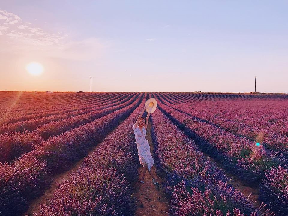Thời điểm lavender đẹp nhất là từ cuối tháng 6 đến hết tháng 7 mỗi năm