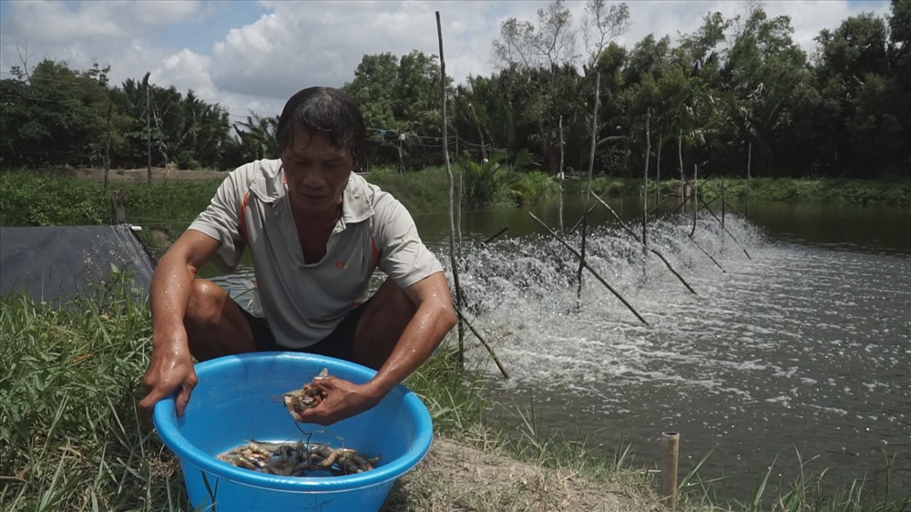 Anh Nguyễn Phước Sủ thẩn thờ bên số tôm nuôi bị chết, thời gian qua anh luôn chờ đợi câu trả lời thỏa đáng của bãi rác Đa Phước. Ảnh C.H