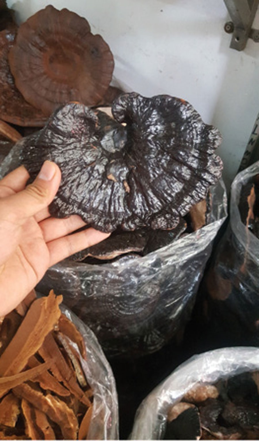 Một cây nấm linh chi đã bị chiết xuất hết tinh chất giá bán là 30.000 đồng cho mỗi kg.