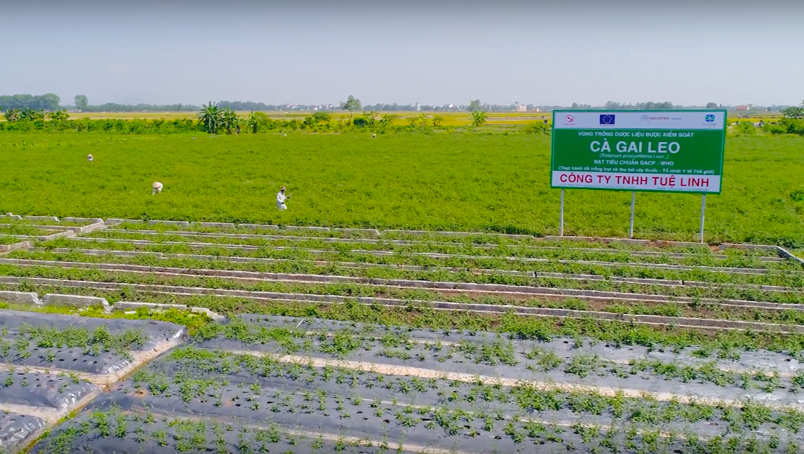 Vùng trồng Cà gai leo sạch đạt tiêu chuẩn GACP-WHO tại Mỹ Thành, Mỹ Đức, Hà Nội