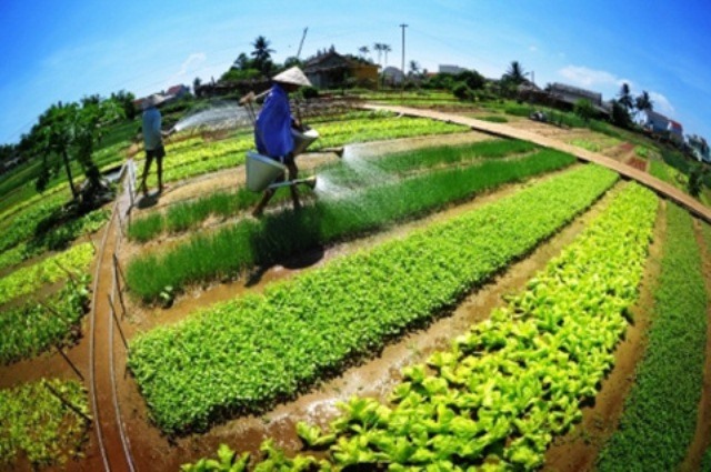 Làng rau Trà Quế. Ảnh: tinhthuongviet