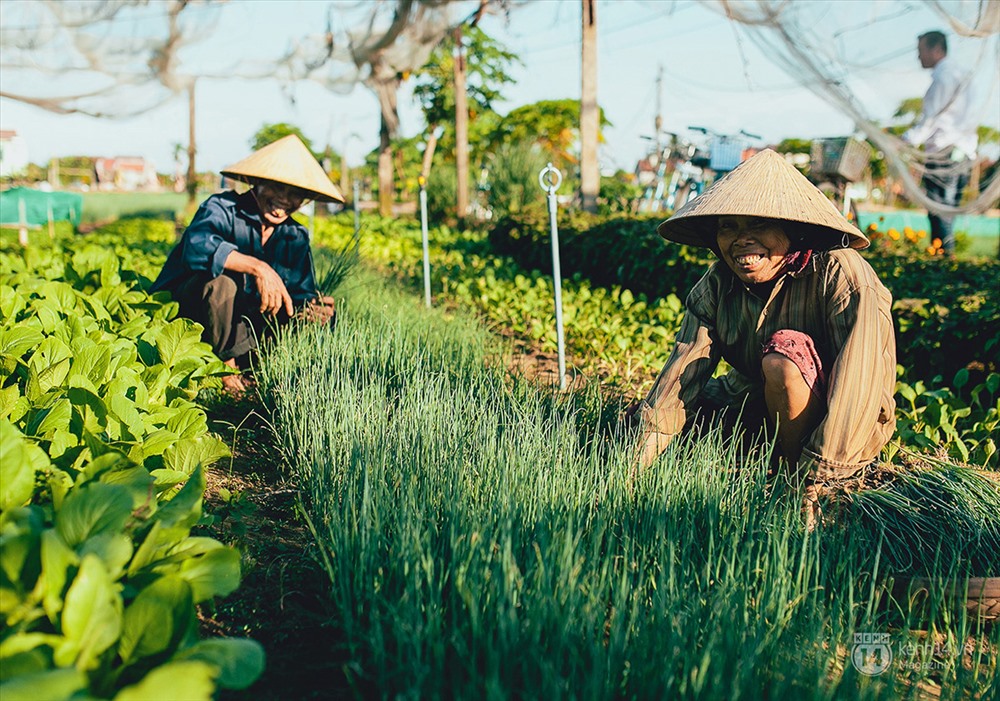 Làng rau Trà Quế cách trung tâm thị xã Hội An hơn 3 km về hướng Tây bắc và cách TP Đà Nẵng chưa đến 20km về phía Nam. Ảnh: Kênh 14