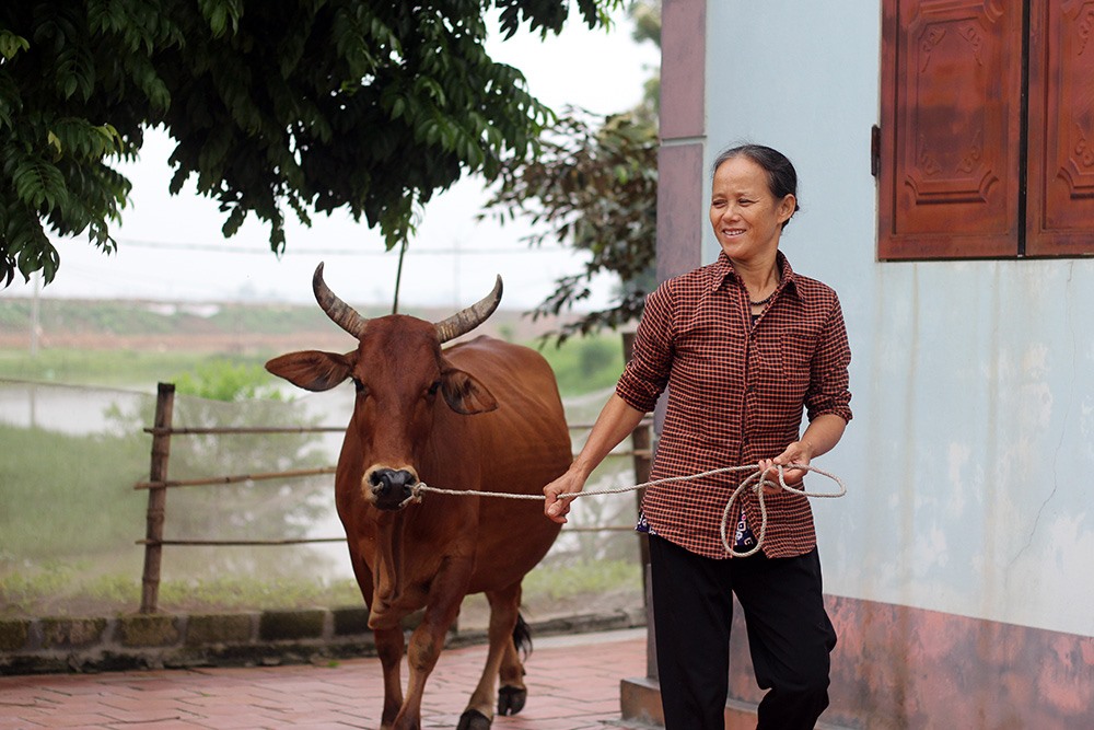 Bà Tám đang dắt con bò ra khỏi nhà. Ảnh Trần Vương