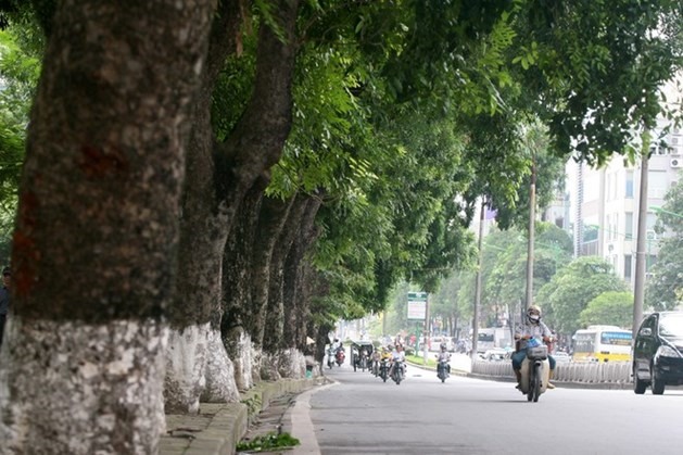 Đường Kim Mã từng rợp bóng cây xanh như thế này.