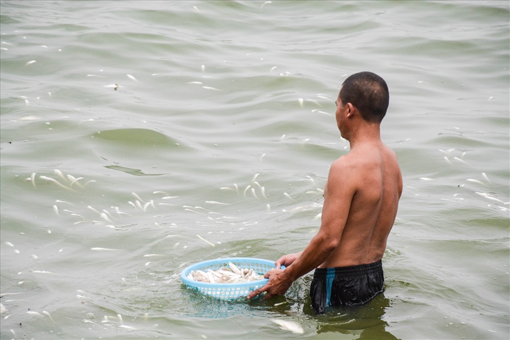 Ông Phương Văn Định, một người bán nước ven Hồ Tây lo lắng: “Cá bắt đầu chết nhiều từ hôm qua. Thường thì công ty môi trường vớt nhưng bây giờ vẫn chưa thấy động thái gì. Chúng tôi buôn bán ở đây ảnh hưởng nhiều lắm, khách du lịch thôi quá là người ta không ngồi nổi. Vừa tôi phải lội xuống vớt bỏ đi nhưng nhiều quá vớt không hết nổi. Ngay cạnh đây cũng nhiều nhưng đành kệ“.