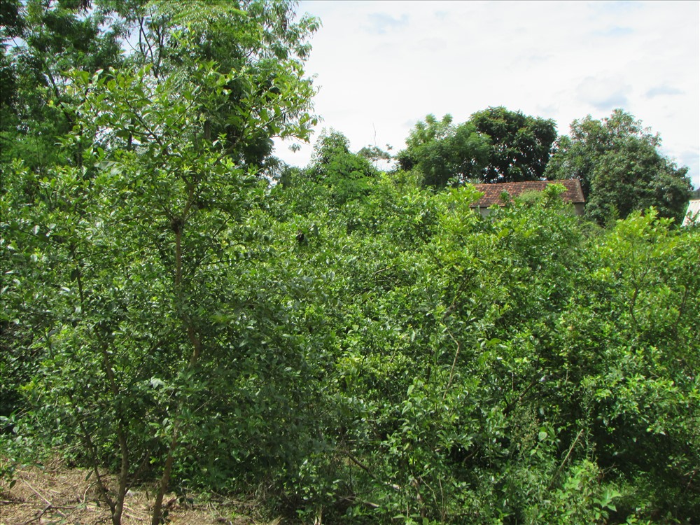 Vườn chanh 1,5ha của gia đình ông Nguyễn Hồ Phúc