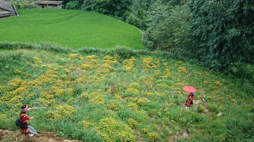 Visitors are also immersed in the fields of brilliant yellow canola flowers.