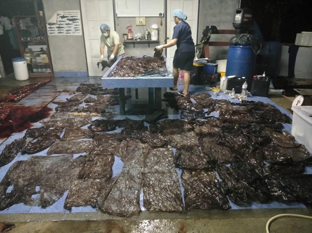 Các túi nilon lấy ra từ dạ dày con cá voi hoa tiêu bị chết ở Thái Lan.