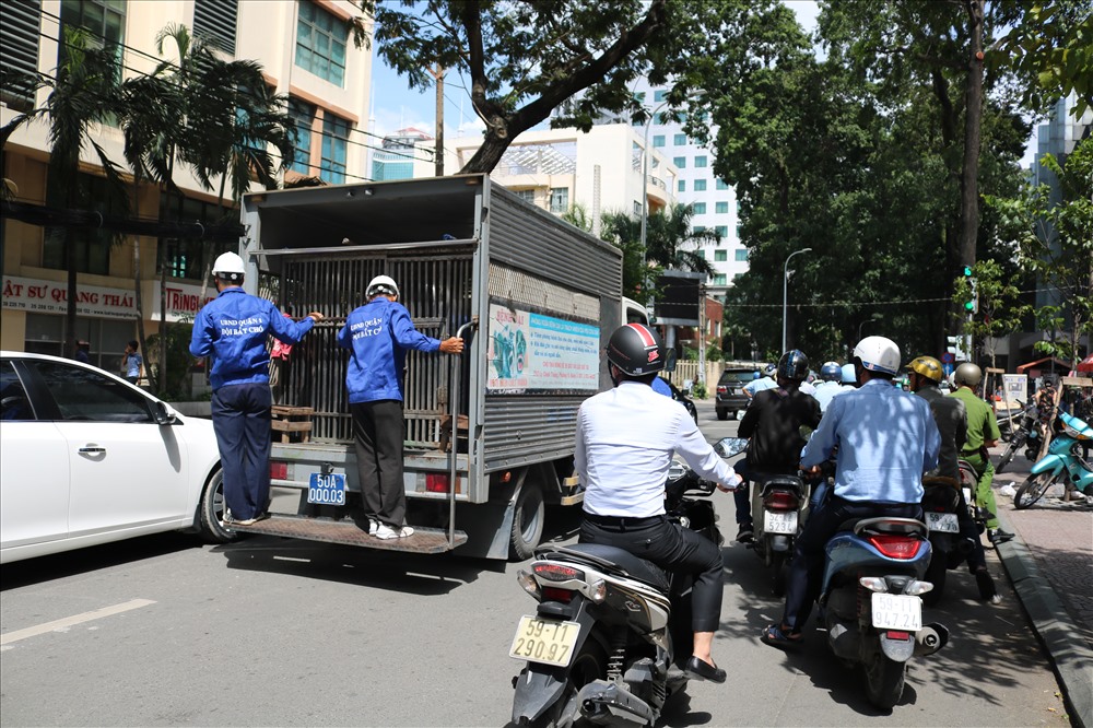 Đoàn bắt chó di chuyển qua nhiều tuyến đường để tìm chó thả rông. Ảnh H.C