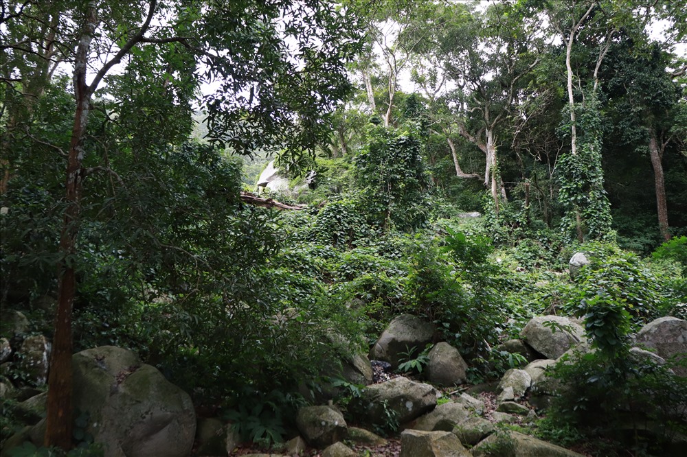 Để lên được tới ngôi chùa ẩn mình giữa rừng già, du khách phải vượt qua hơn 1.000 bậc thang là những tảng đá xếp liên tiếp nhau