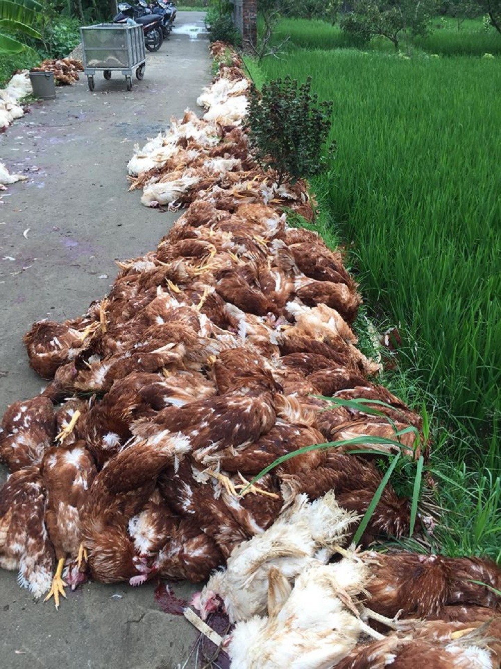 Gà chết nằm la liệt khiến ai cũng xót xa.