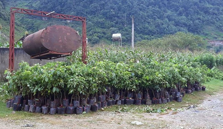 Cây bơ được lựa chọn để trồng ở Tà Dê.