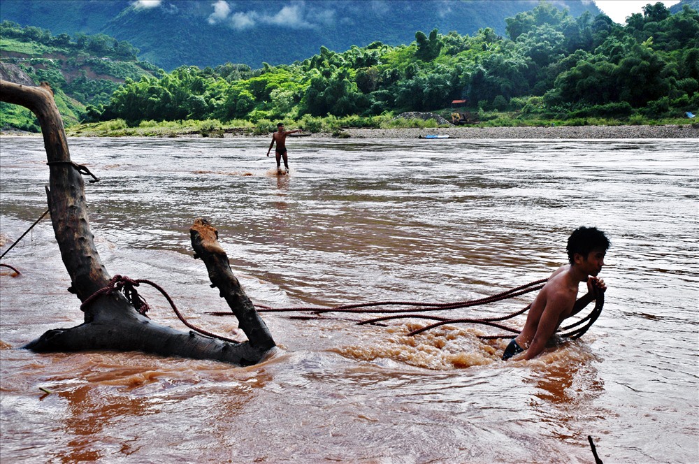 Kéo củi lên bờ.