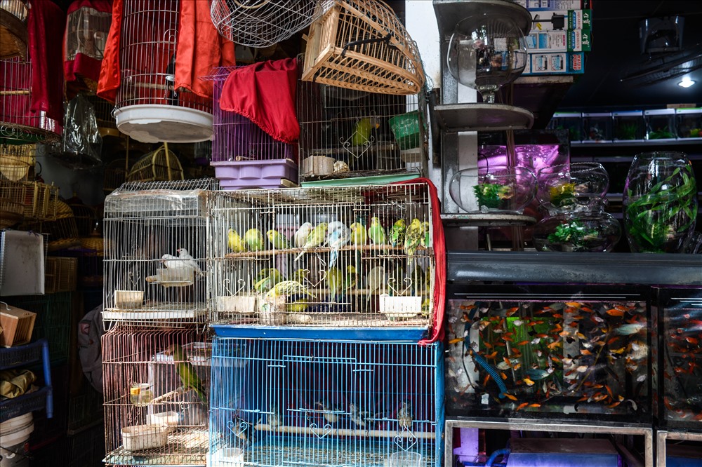 Chim được khách mua chủ yếu là loài chim sẻ vì có giá thành rẻ. Nhiều người quan niệm việc phóng sinh không phụ thuộc vào con gì mà vào số lượng.