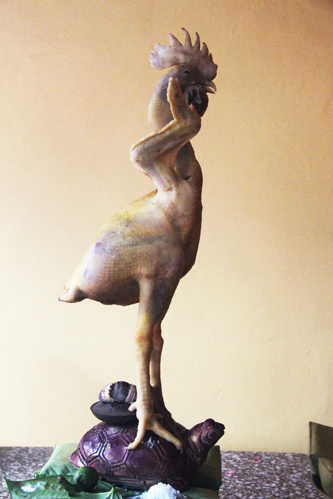 ...Cưỡi lưng rùa