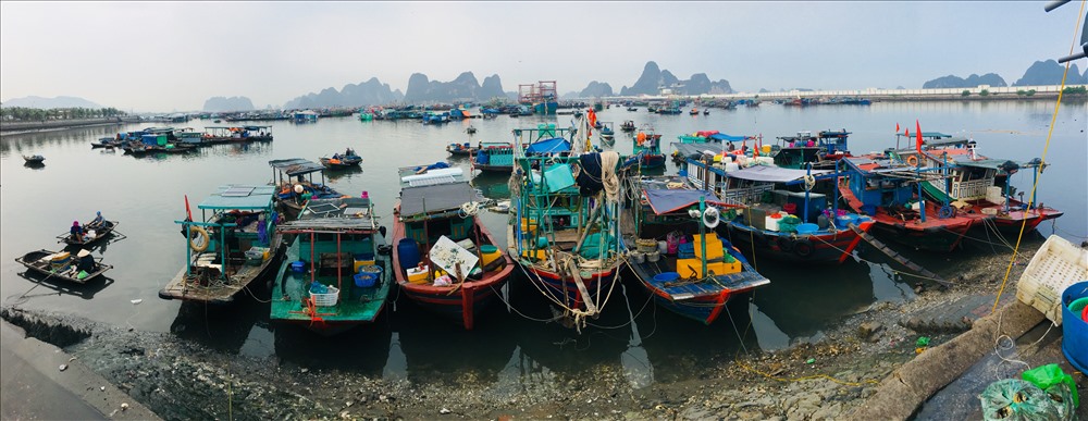 Chợ cá Bến Do (Phường Cẩm Thuỷ, Cẩm Phả, Quảng Ninh) là chợ đầu mối hải sản của thành phố. Nơi đây, mỗi ngày có hàng trăm tàu thuyền tấp nập qua lại. (Ảnh: Phạm Tâm)